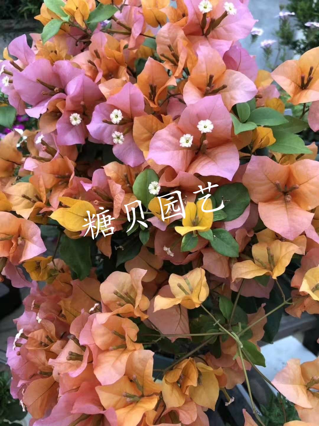 【糖贝园艺 变色龙三角梅 玛丽海伦 带花盆栽 扦插苗 盆内径18