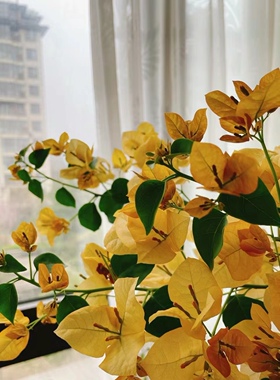 【糖贝园艺】绿叶柠檬黄三角梅 勤花三角梅  中苗整高40-50扦插苗