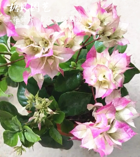 重瓣怡景三角梅 带盆栽好 扦插苗 勤花品种