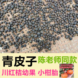正宗四川青皮子陈老师红橘幼果大红袍小柑胎小青柑手串108颗手链