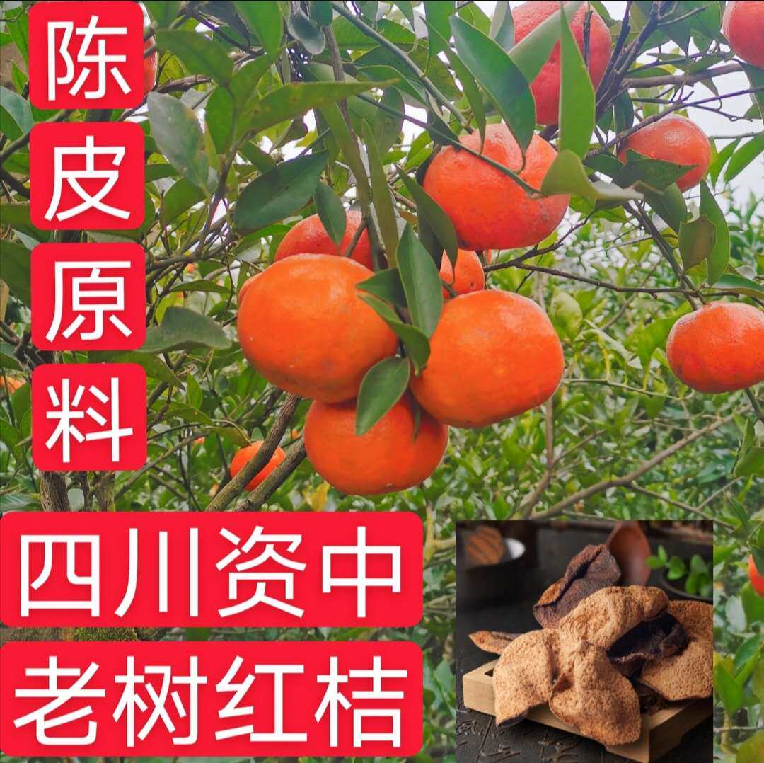 正宗四川红橘大红袍柑陈老师推荐内江罗泉镇70年古老树红桔子陈皮