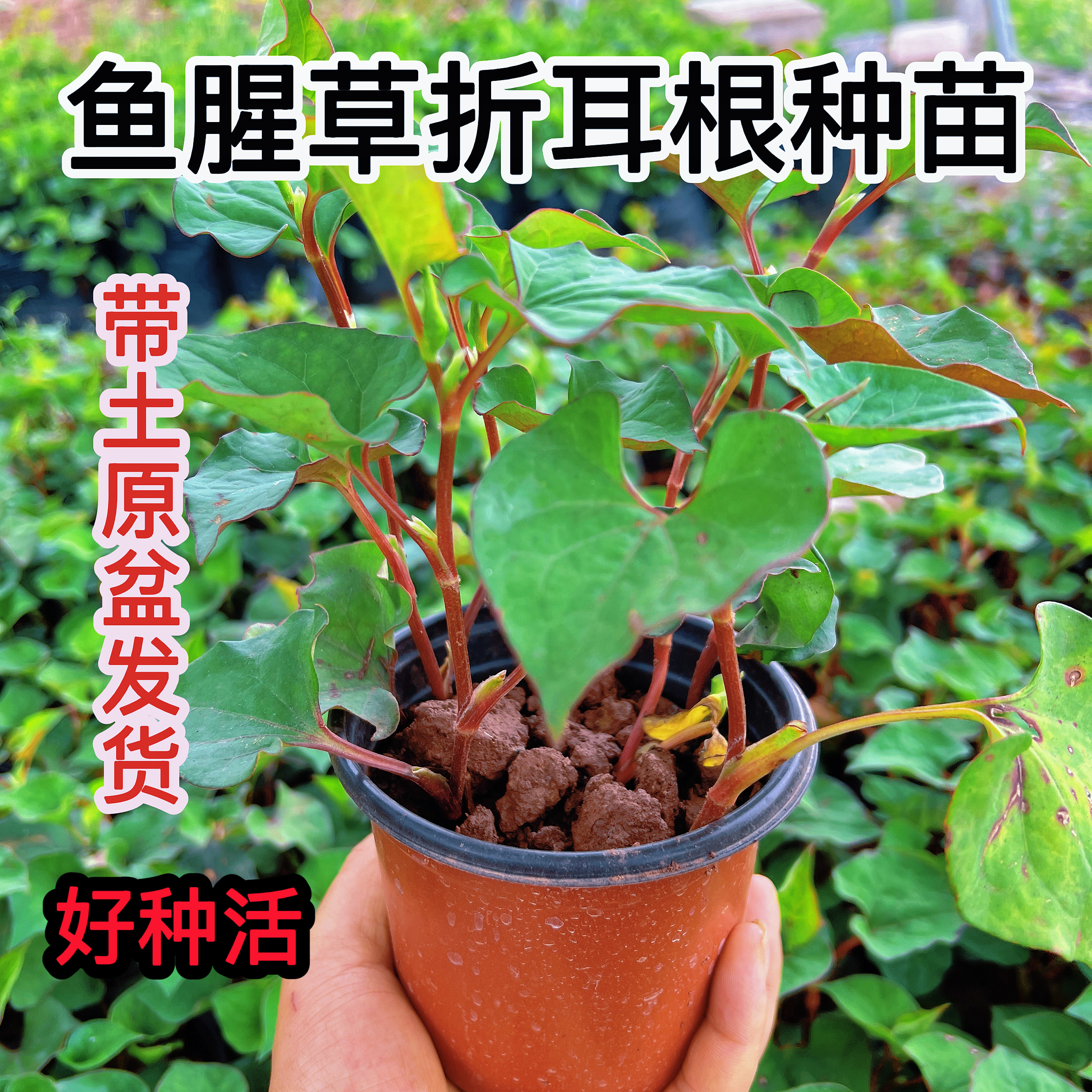 鱼腥草盆栽种苗可食用折耳根原土带盆发货四川云南贵州猪鼻拱草药