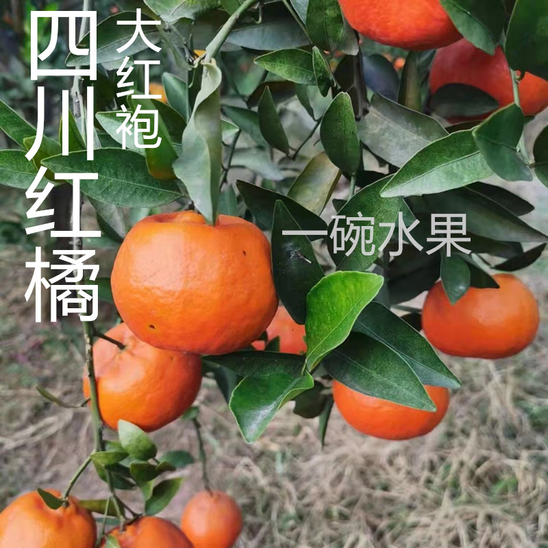 四川川红橘红橘陈老师推荐