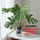 水培老桩龟背竹室内水培植物水培绿植好养办公室