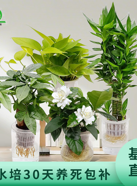 水培植物 水培绿植水培栀子花发财树绿萝富贵竹室内水培好养盆栽