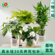 水培植物 水培绿植水培栀子花发财树绿萝富贵竹室内水培好养盆栽