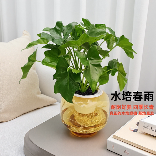 水培春雨室内好养水培植物
