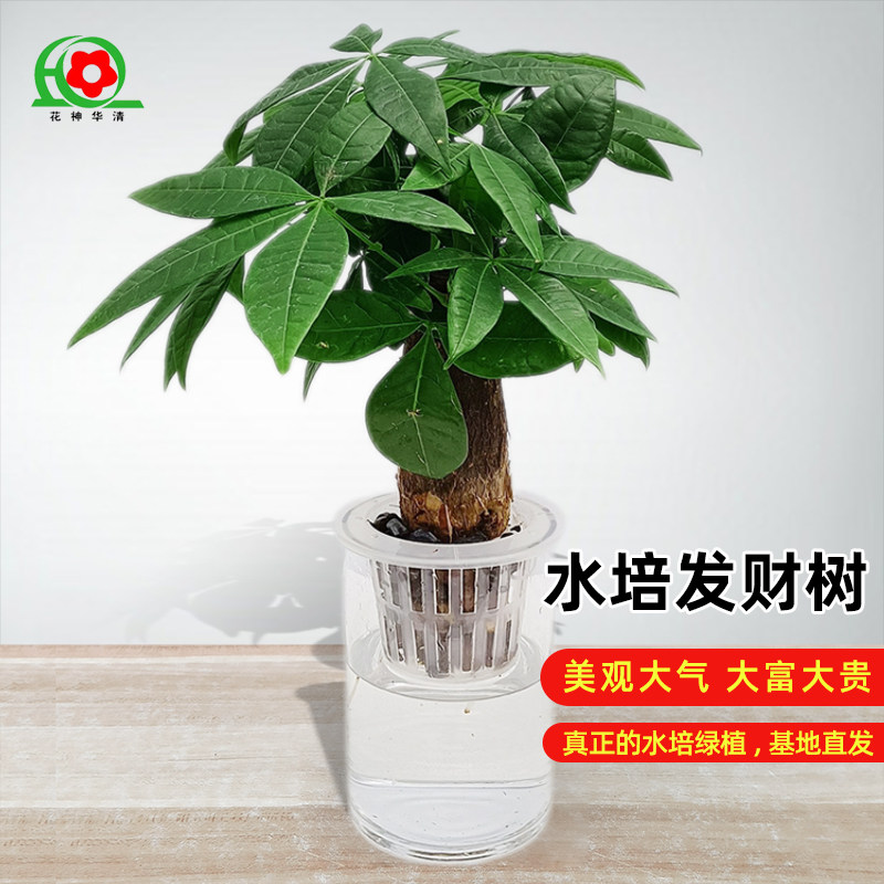水培发财树口径10公分水培植物水培绿植盆室内好养桌面四季绿植
