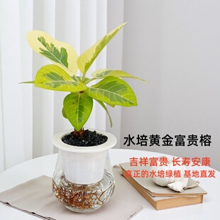 水培黄金富贵榕水培绿植花卉绿植盆栽室内好养