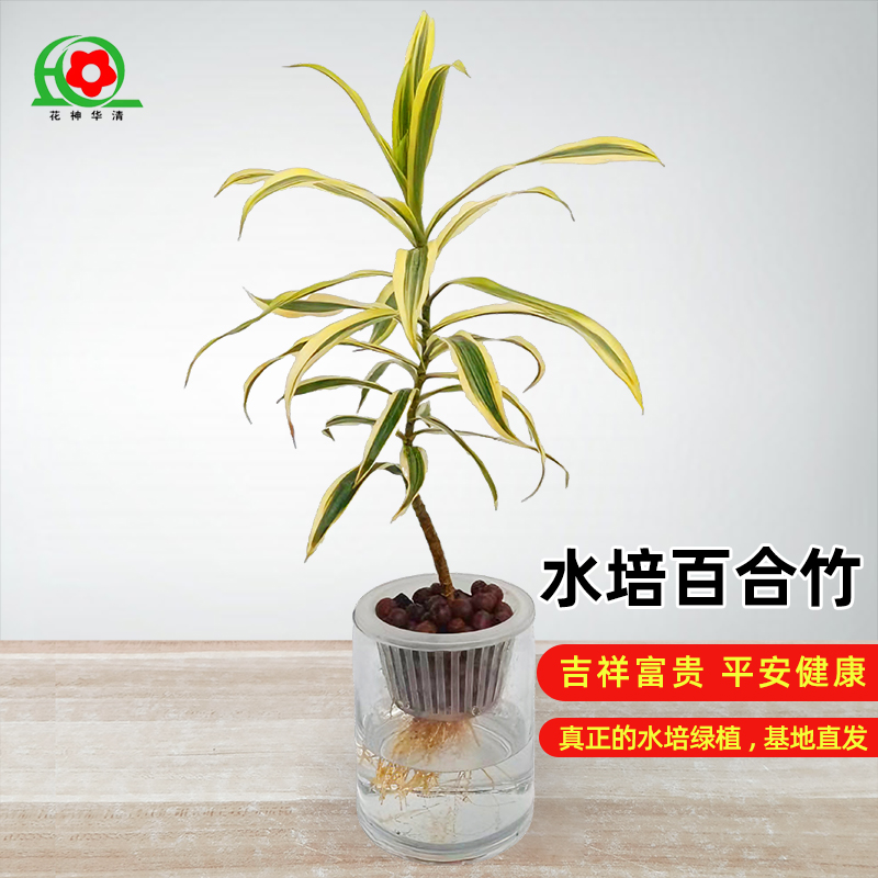 纯水培金边白合竹华清花卉干净