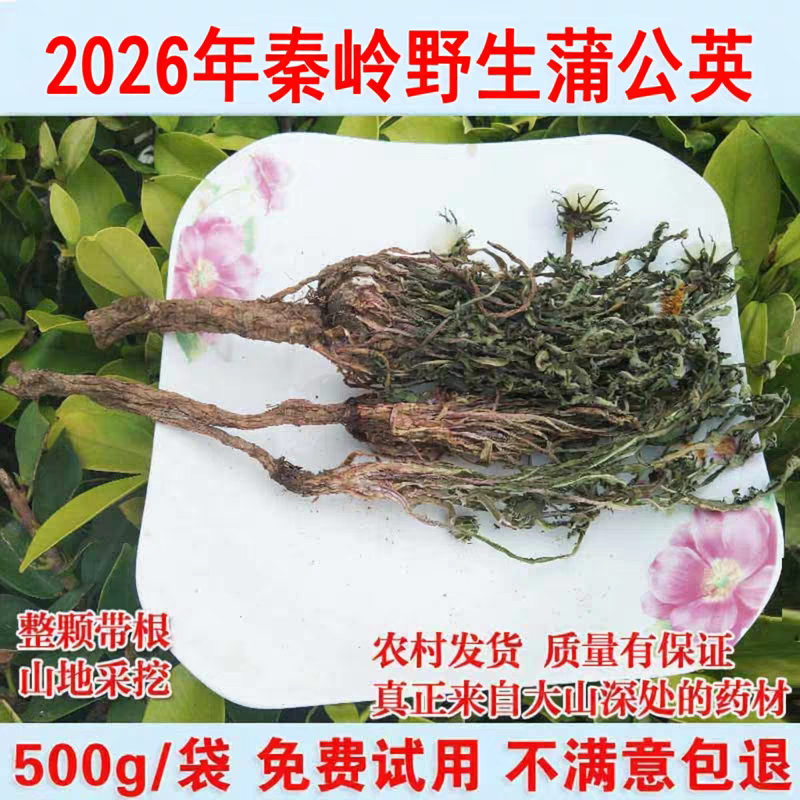 2026年新货野生蒲公英带根茶草药500g整颗干婆婆丁叶子蒲公英花茶