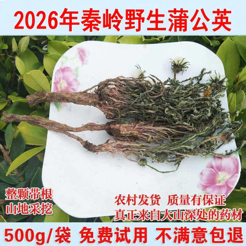 2026年新货野生蒲公英婆婆丁花茶