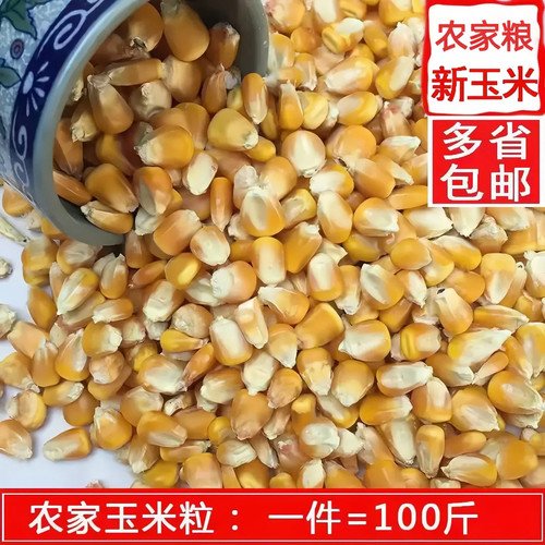 2025农家干玉米粒钓鱼鸽粮打窝仓鼠鸽子鸡鸭宠物饲料苞米100斤装