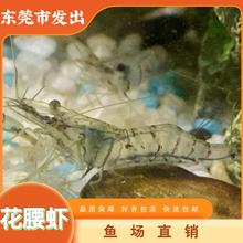 观赏虾除丝藻花腰虾淡水小型原生冷水虾清洁米虾溪流不易被鱼吃