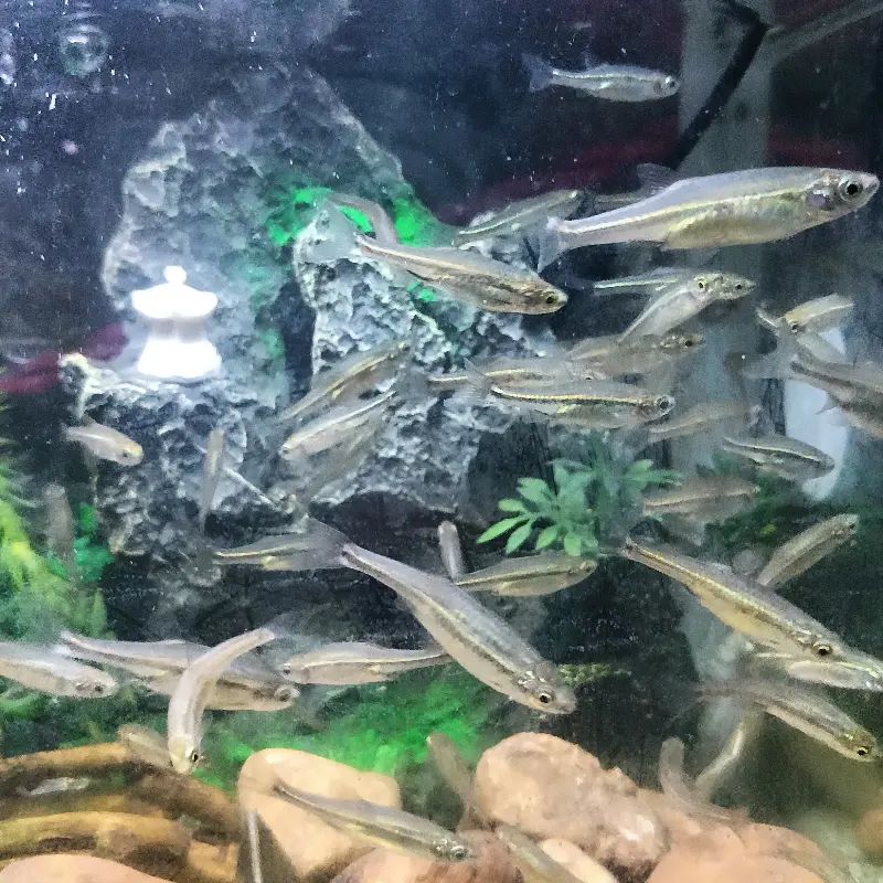 观赏鱼丽纹细鲫淡水冷水耐寒好养