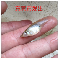 食蚊魚大肚魚活體冷水觀賞新款小型談水原生態(tài)不需加溫增氧胎生魚