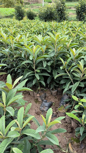 正宗晚熟春花枇杷早熟大五星嫁接枇杷苗庭院阳台南北方种植果树苗