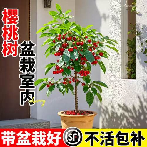 带果带营养杯车厘子樱桃果树苗