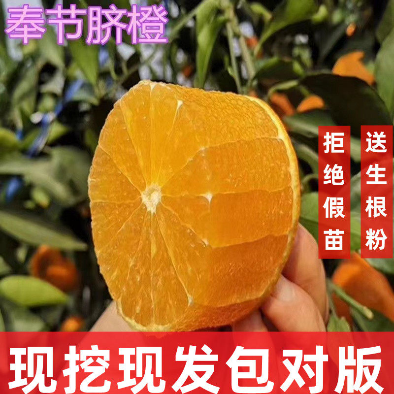 重庆奉节脐橙苗嫁接冰糖橙血橙纽荷尔脐橙苗橙子树苗爱媛橙果树苗