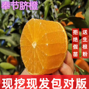 重庆奉节脐橙苗嫁接冰糖橙血橙纽荷尔脐橙苗橙子树苗爱媛橙果树苗