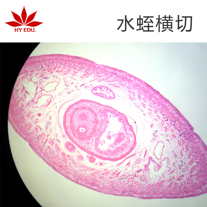 水蛭横切显微镜生物玻片高教教学用玻片体透亮成像清晰