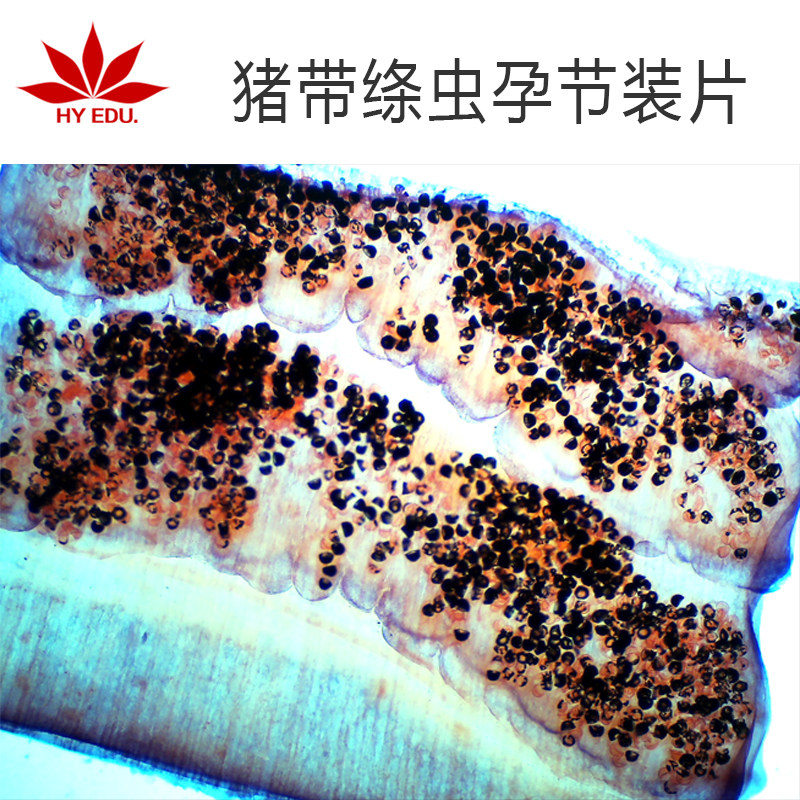 寄生虫类猪带绦虫孕节装片显微镜生物玻片高教教学成像清晰