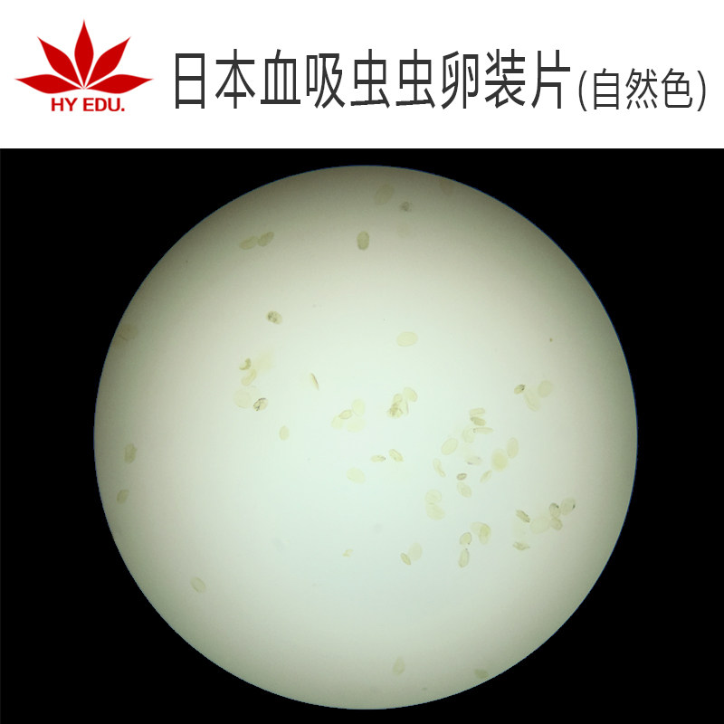寄生虫类 日本血吸虫虫卵装片 显微镜生物玻片高教教学 成像清晰