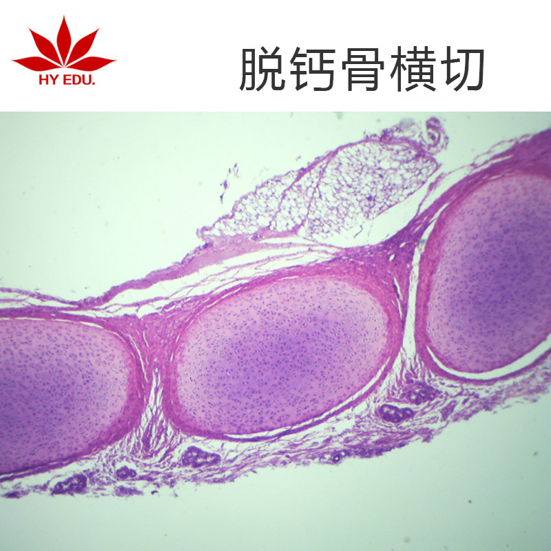 高教类人体组织切片 脱钙骨横切生物切片 显微镜玻璃切片成像清晰