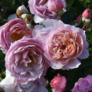 舍伍德 木村丰花月季茶棕色抗病矮小圆润多头耐开庭院阳台盆栽