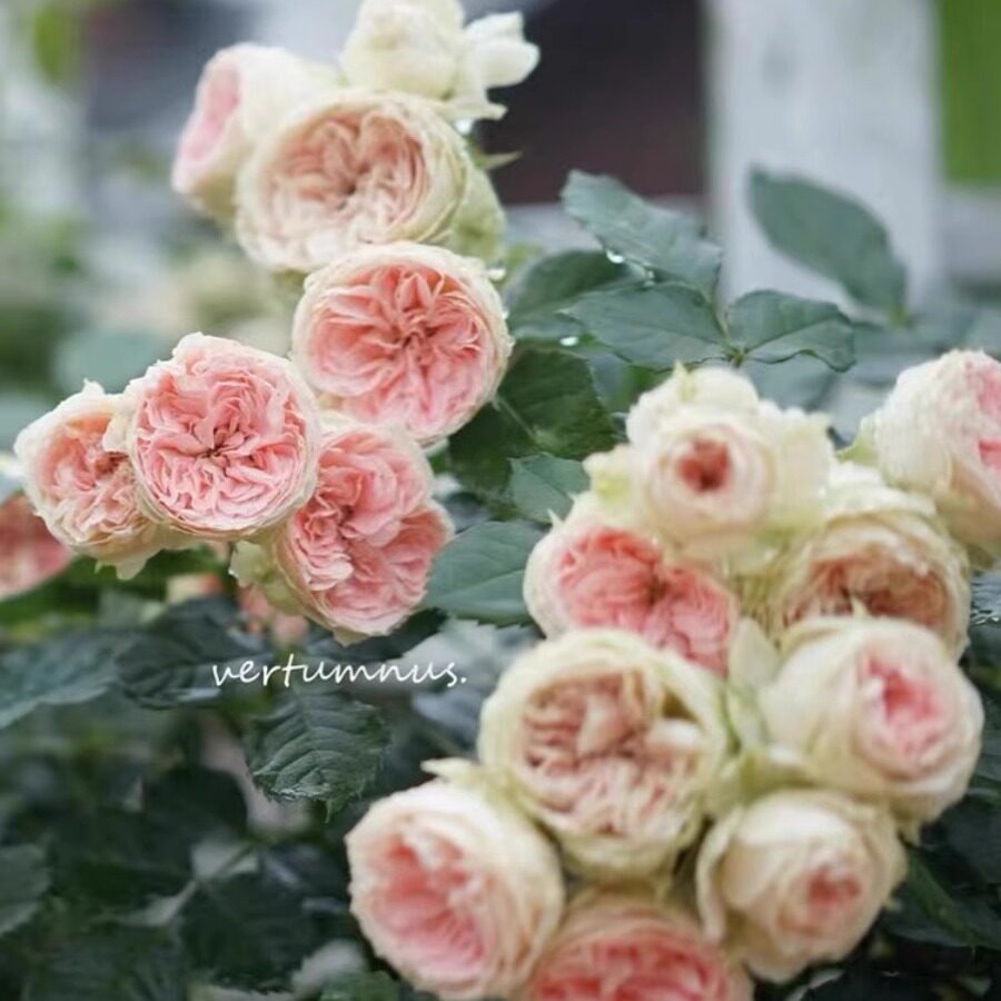 绿园美植 | 绒球门廊 灌木月季粉色抗病勤花耐开直立庭院阳台盆栽