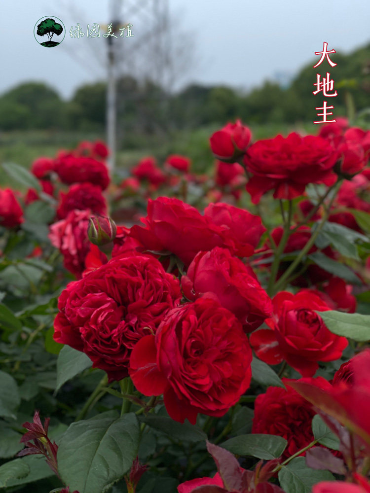 绿园美植丨大地主 正红色花期长耐热月季盆栽