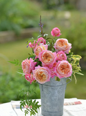 绿园美植 | 莫奈 戴尔巴德藤本月季粉橙浓香庭院盆栽花墙拱门爬墙