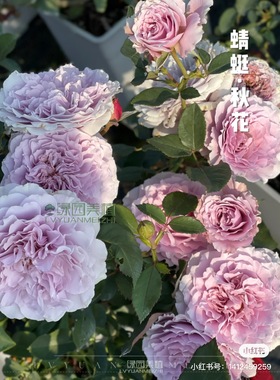 绿园美植 | 蜻蜓月季粉紫色灌木浓香波浪边丰花勤花庭院盆栽