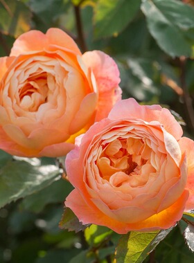 绿园美植 | 艾玛汉密尔顿夫人 橙色灌木月季浓香丰花抗病庭院盆栽