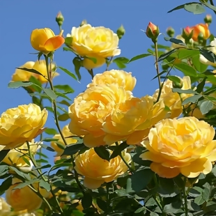 倾慕 天狼藤本月季抗病长势快丰花多季庭院花墙花柱拱门爬藤