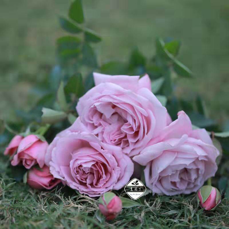 绿园美植 | 魅力绸缎 灌木月季粉紫色浓香勤花耐热抗病庭院盆栽