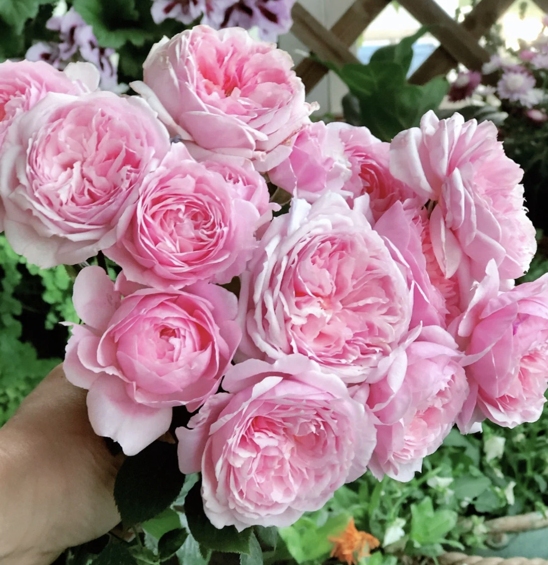 绿园美植 | 铃之妖精 丰花灌木月季粉色丰花勤花抗病庭院阳台盆栽