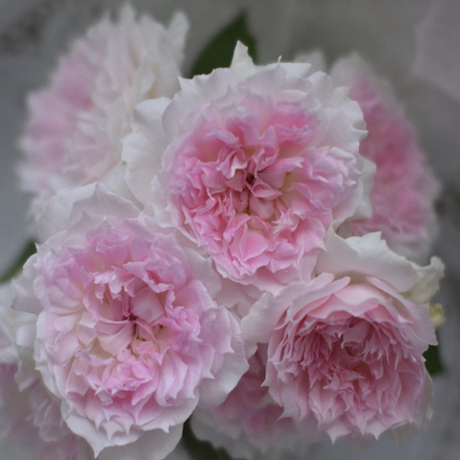 河本镂空粉色浓香丰花灌木月季