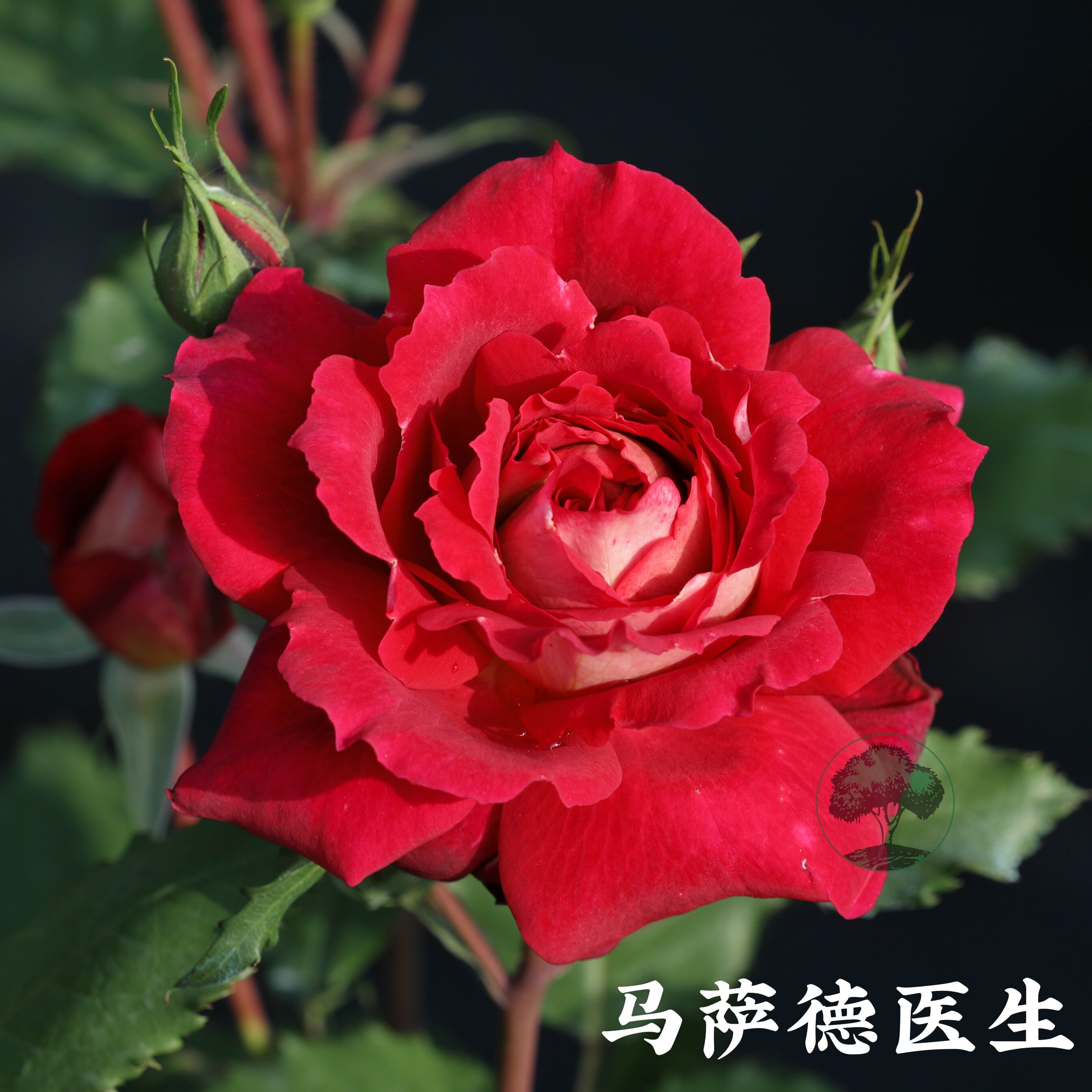 绿园美植 | 马萨德医生 灌木月季复色金背红花抗病庭院阳台盆栽