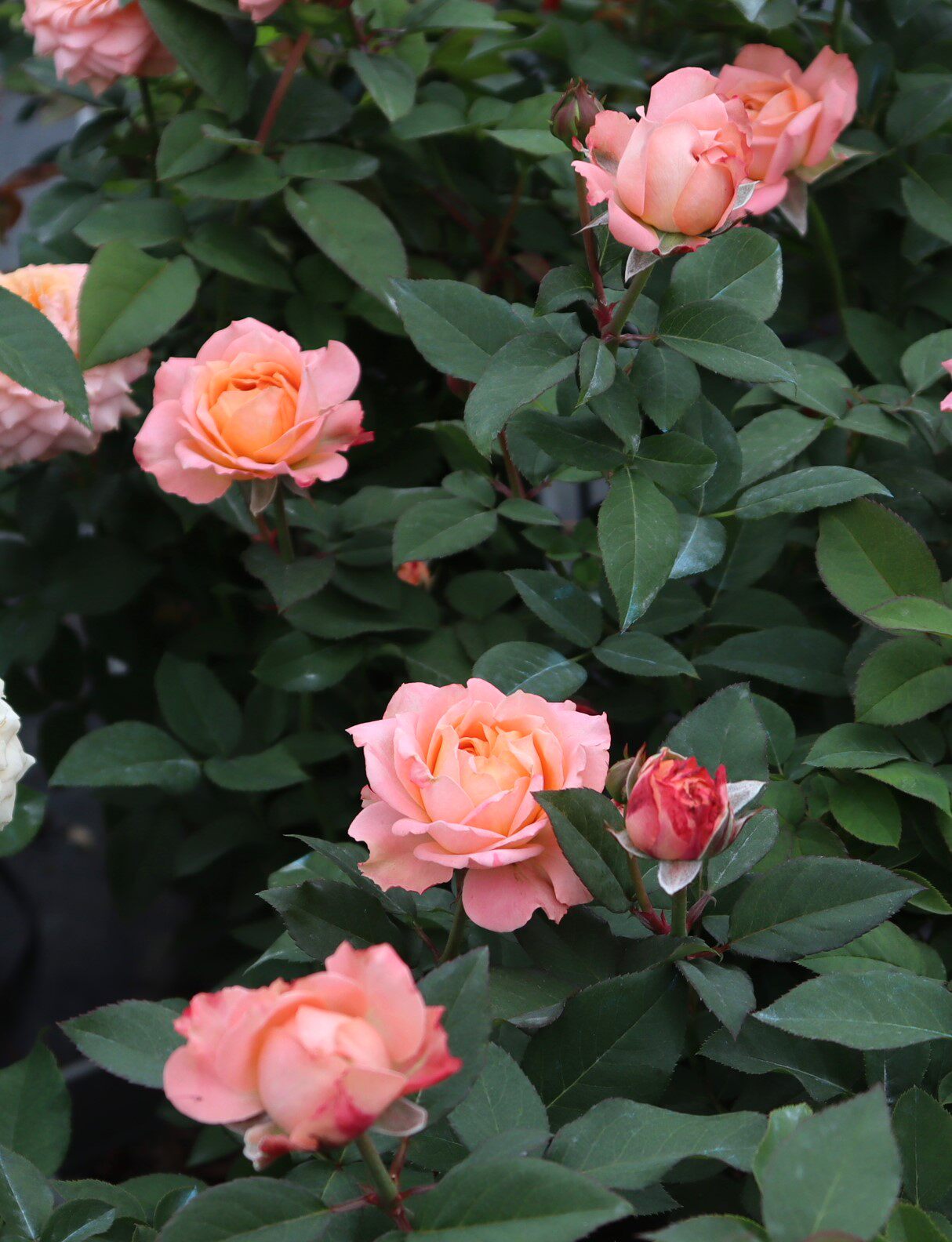 绿园美植 | 朱丽叶塔 切花月季粉色玫瑰耐开直立庭院阳台盆