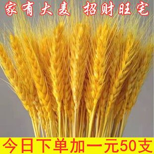 天然麦穗干花花束新年客厅摆放花黄金麦穗干花插花装饰品招财旺宅