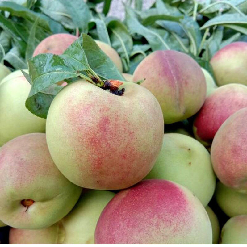 云南冬桃代发3/5斤大果高山水蜜