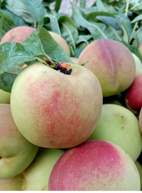 云南冬桃 代发3/5斤大果高山水蜜桃当季脆甜毛桃子新鲜孕妇水果