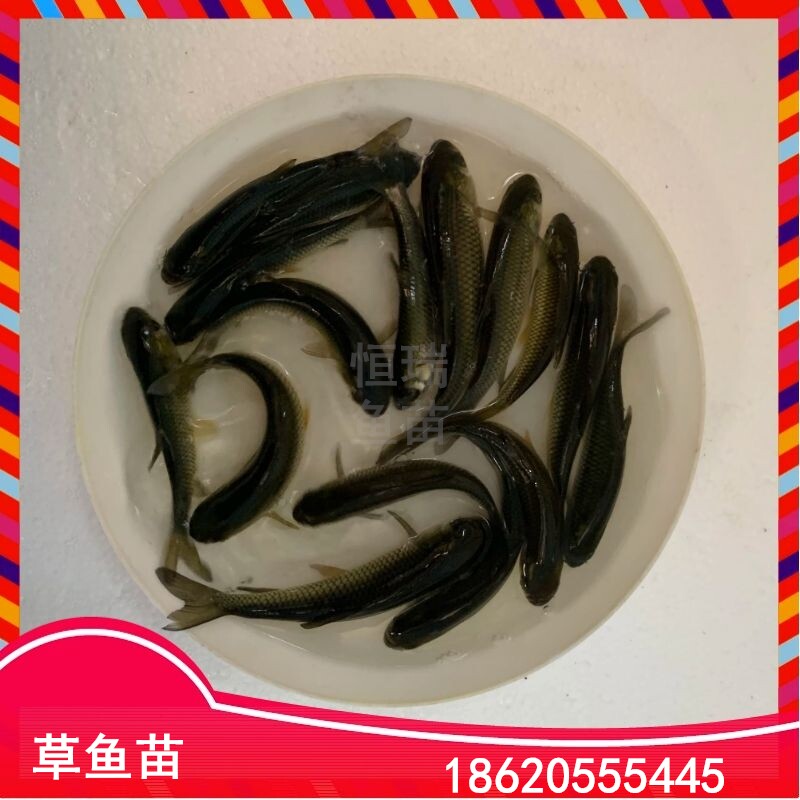 大草鱼鱼苗淡水养殖食用小观赏耐活鱼饲料鱼半斤耐活大型白鲩鱼苗