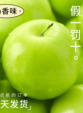 福建牛奶贵妃枣大青枣5斤新鲜水果当季整箱包邮大蜜枣冬枣苹果枣