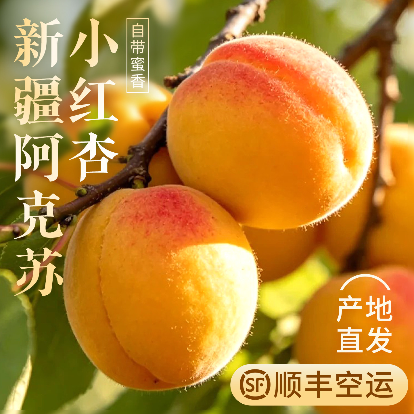 现货新疆小红杏新鲜杏子水果阿克苏吊干杏整箱当季甜胜吊干小红杏