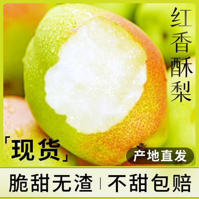 【当天采摘】红香酥梨产地直发