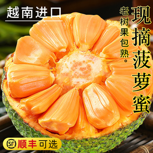 越南进口红肉菠萝蜜一整个新鲜红心波罗蜜干苞应当季水果整箱包邮