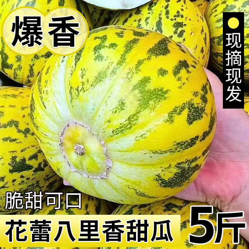 花美人甜瓜八里香花姑娘香瓜新鲜应季时 令水果新鲜现摘脆甜蜜瓜