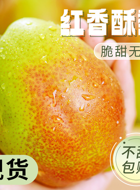 陕西红香酥梨10新鲜水果当季香梨整箱青雪酥梨应季特产斤梨子包邮